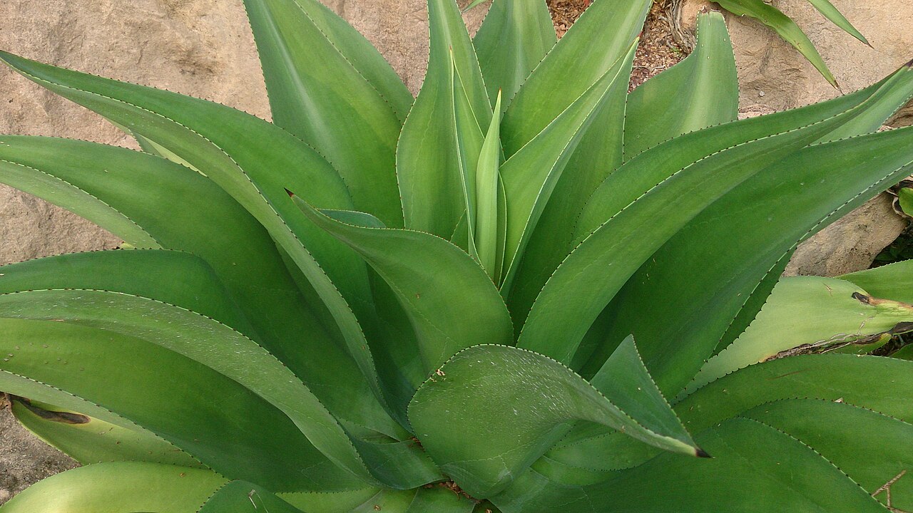Agave mitis: Agave celsii