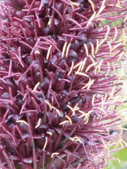 Agave mitis: Agave celsii