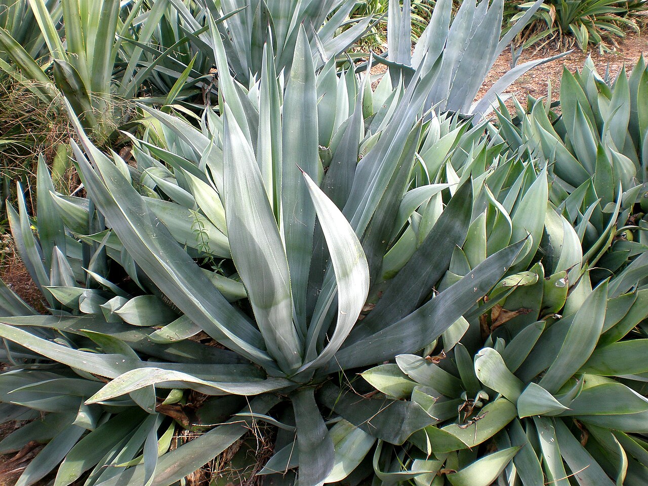 Agave mitis: Jardín Botánico de Barcelona.