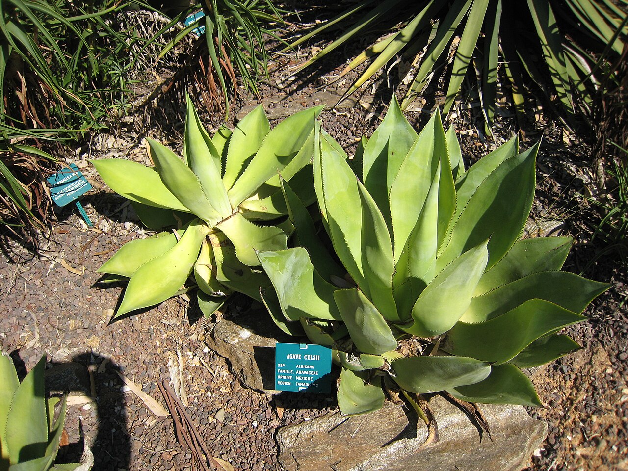 Agave mitis: Agave mitis in jardin d'oiseaux tropicaux