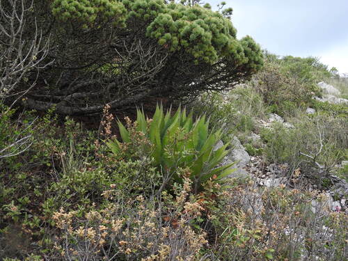 Hardy century plant (Agave montana)