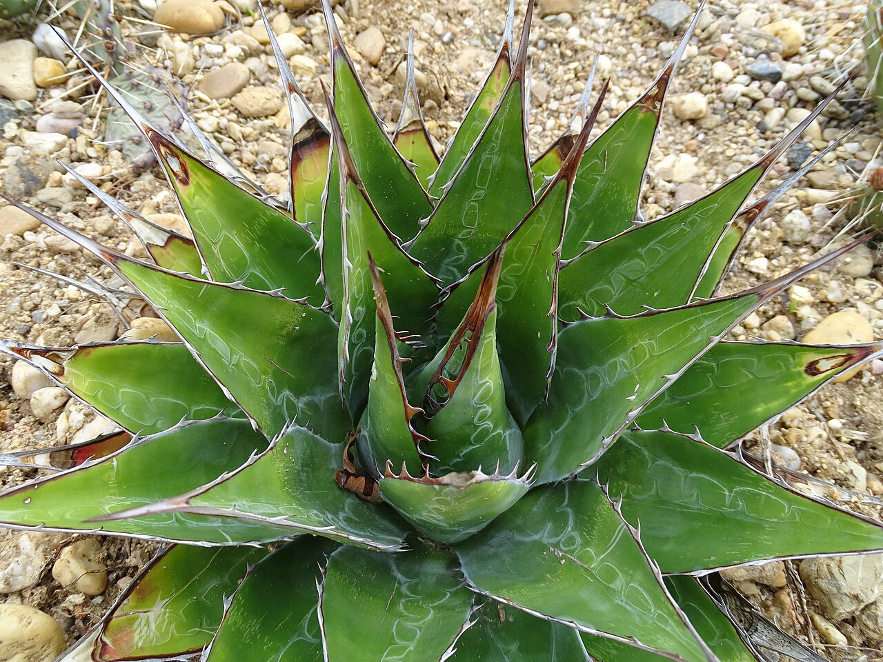 Hardy century plant: Botanická zahrada Praha