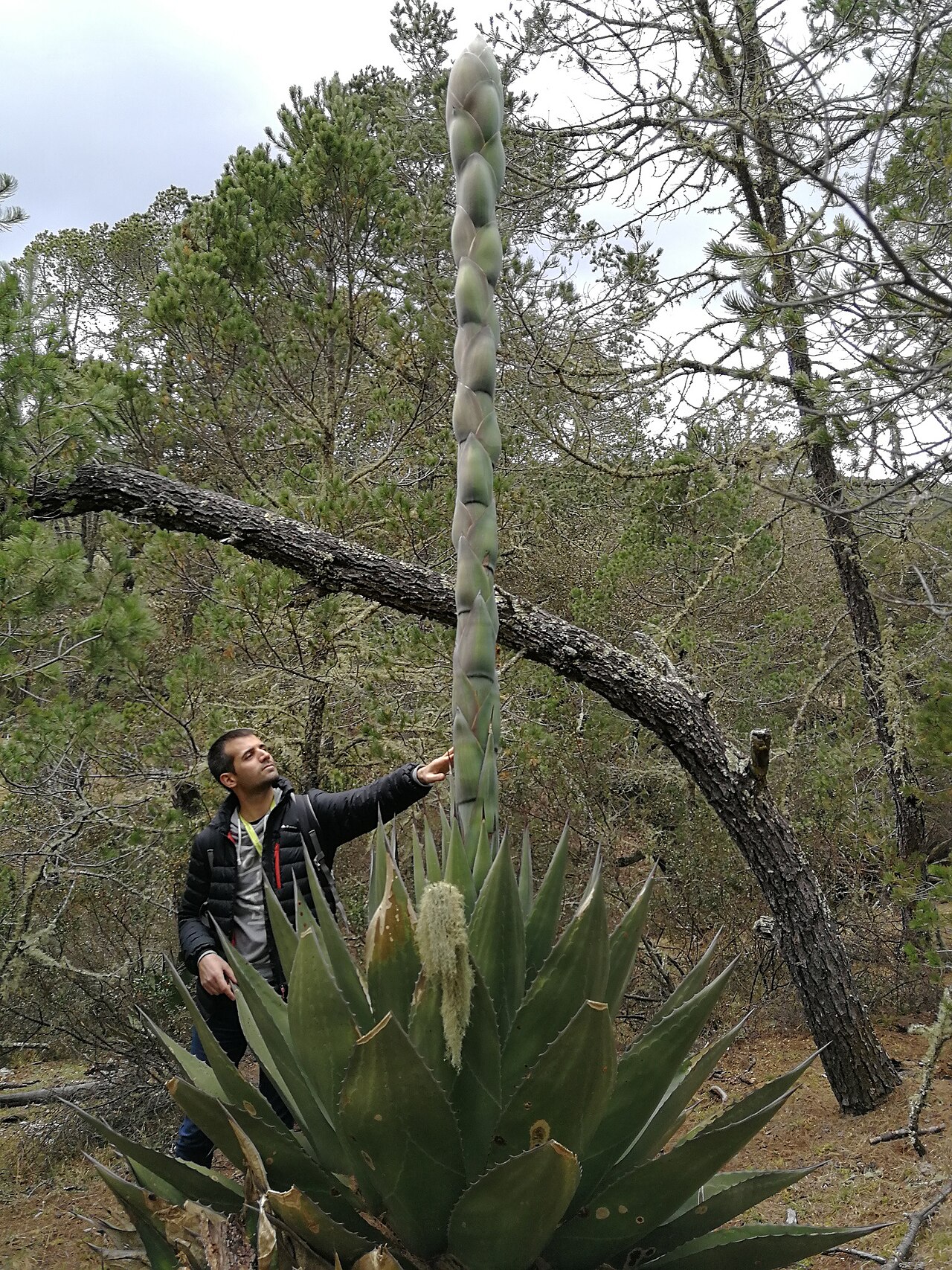 Hardy century plant: El botánico Carlos G. Boluda junto con una planta de la especie Agave montana.