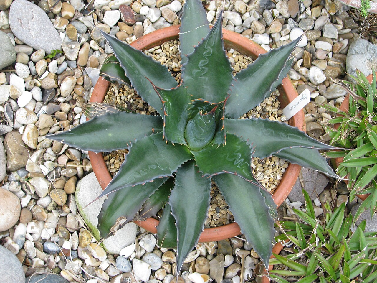 Hardy century plant: Agave montana