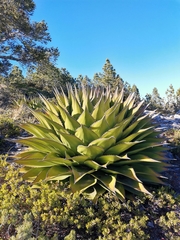 Hardy century plant (Agave montana)