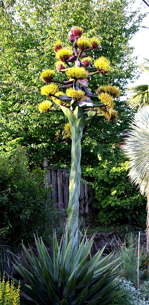 Hardy century plant: Agave montana in full bloom in Portland, Oregon. See this blog post for info about this agave plant.