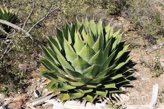 Hardy century plant (Agave montana)