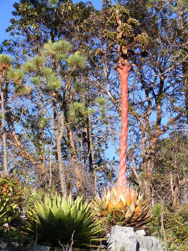 Hardy century plant (Agave montana)