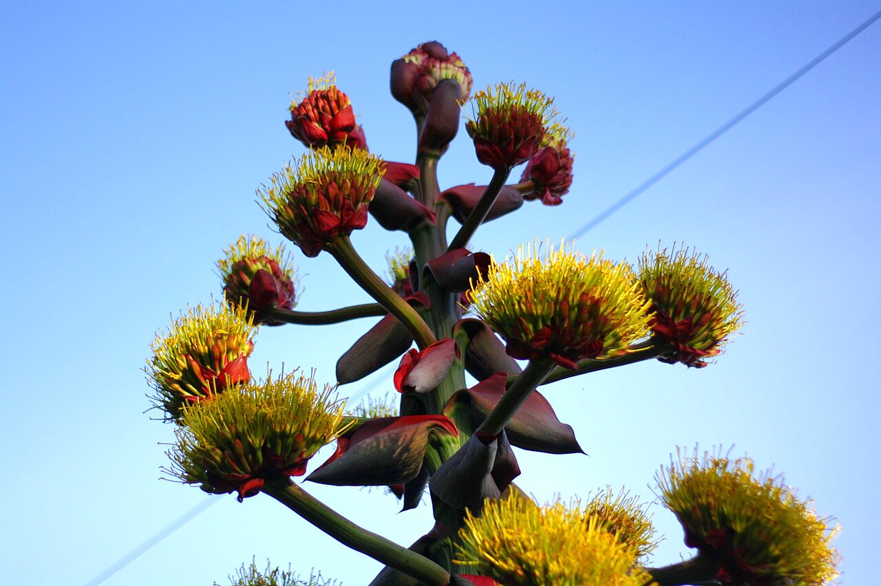 Hardy century plant: Agave montana in full bloom in Portland, Oregon. See this blog post for info about this agave plant.