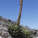 Hardy century plant (Agave montana)
