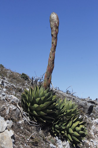 Hardy century plant (Agave montana)
