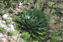 Hardy century plant (Agave montana)