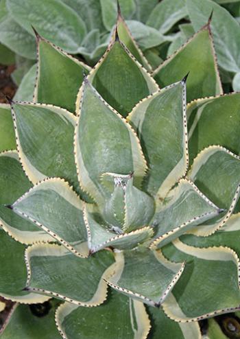 Agave multicolor: Agave multicolor