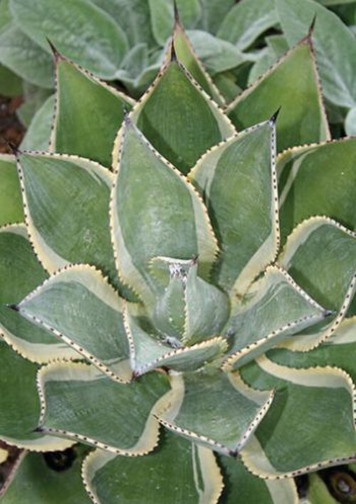 Agave multicolor: Agave multicolor