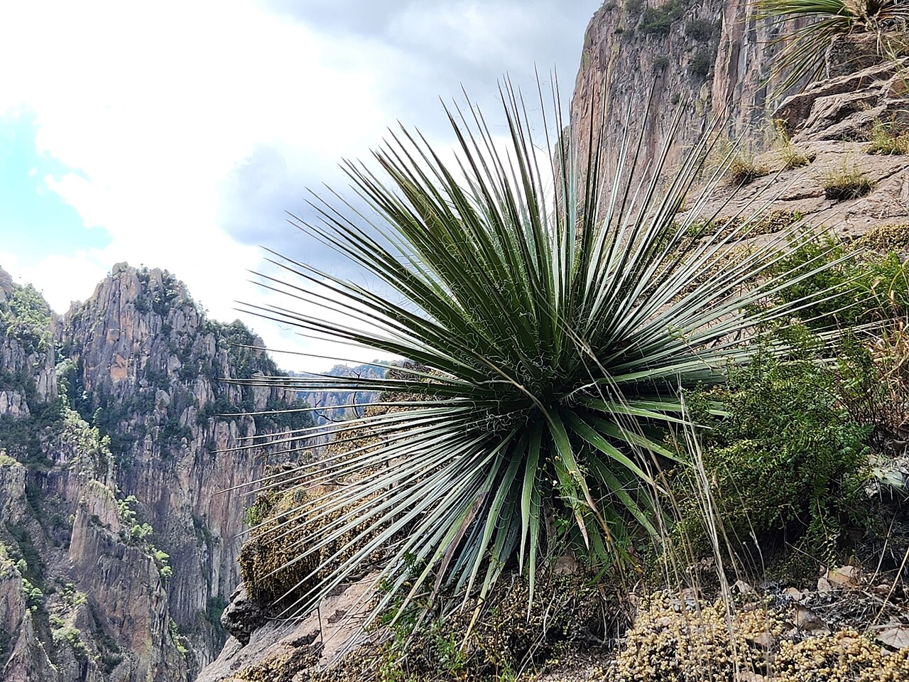Chahuiqui: Agave multifilifera in Mexico