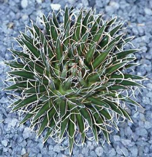 Chahuiqui: Agave multifilifera