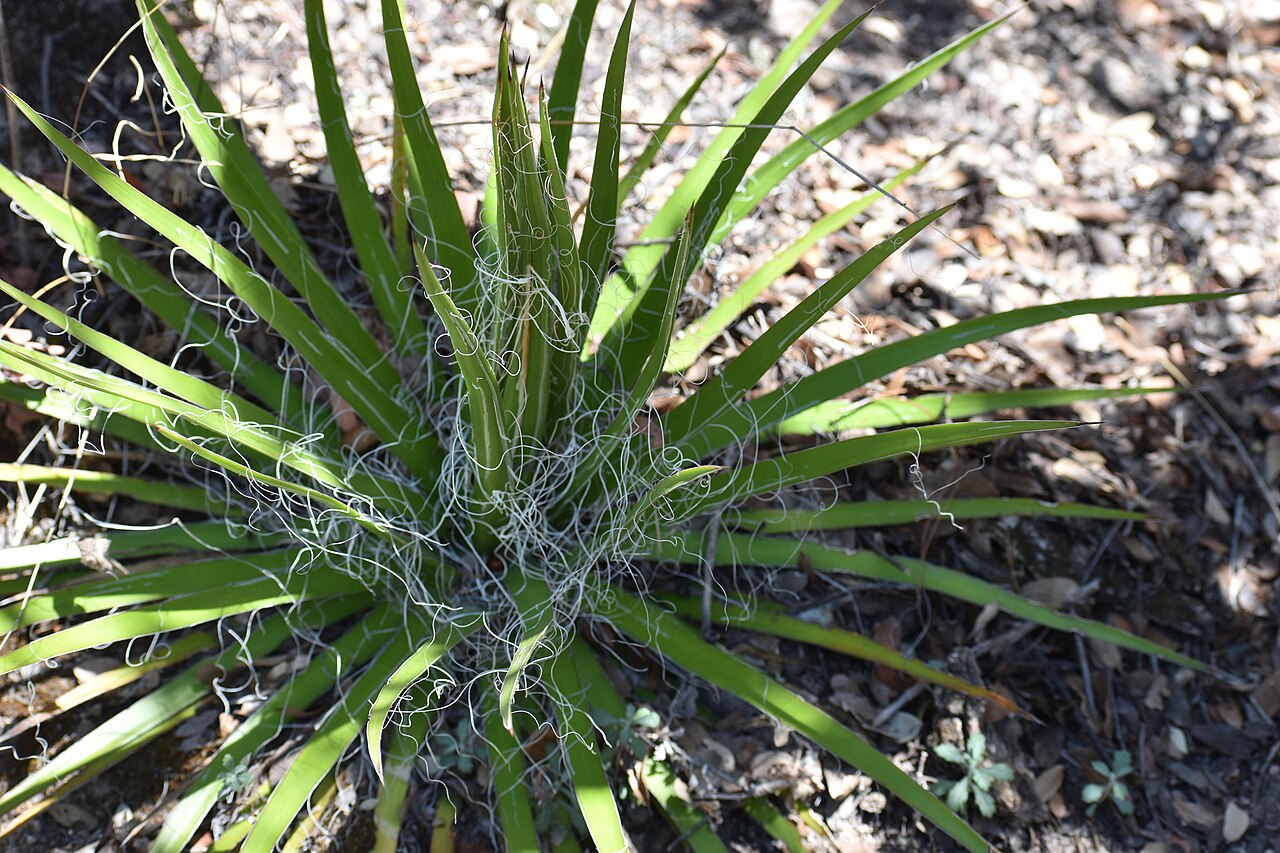 Chahuiqui: Agave multifilifera in Mexico