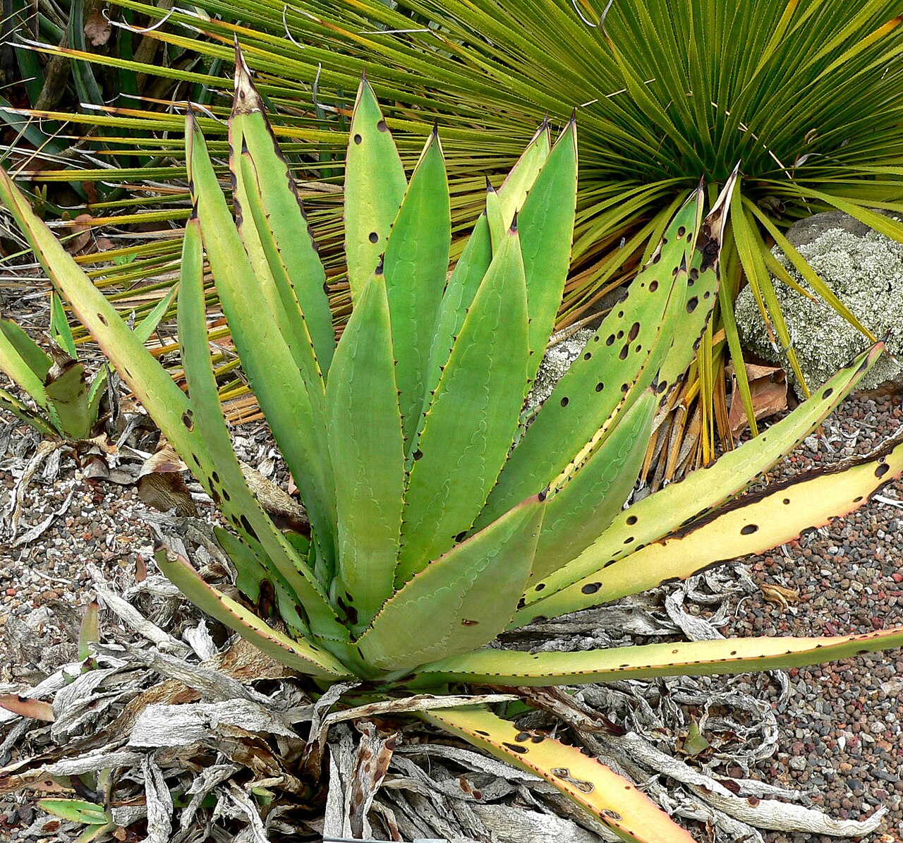 Murphey's century plant: Photo of Agave murpheyi at the University of California Botanical Garden
