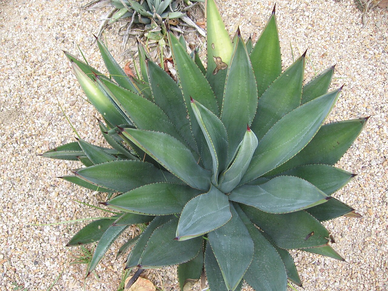 Murphey's century plant: Agave murpheyi. Foto tomada en el Real Jardín Botánico de Madrid .
