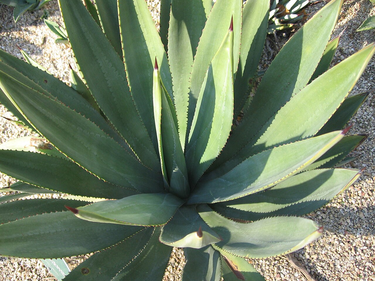 Murphey's century plant: Agave murpheyi. Foto tomada en el Real Jardín Botánico de Madrid .