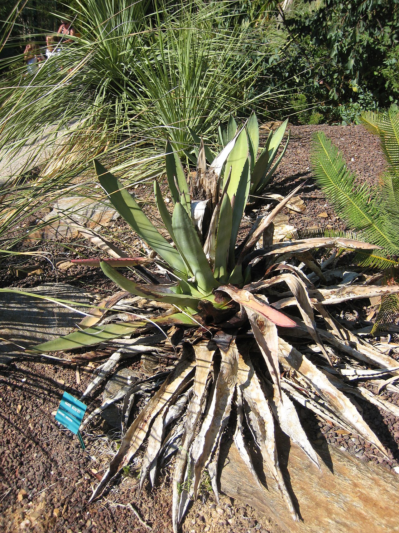 Murphey's century plant: Agave murpheyi in jardin d'oiseaux tropicaux