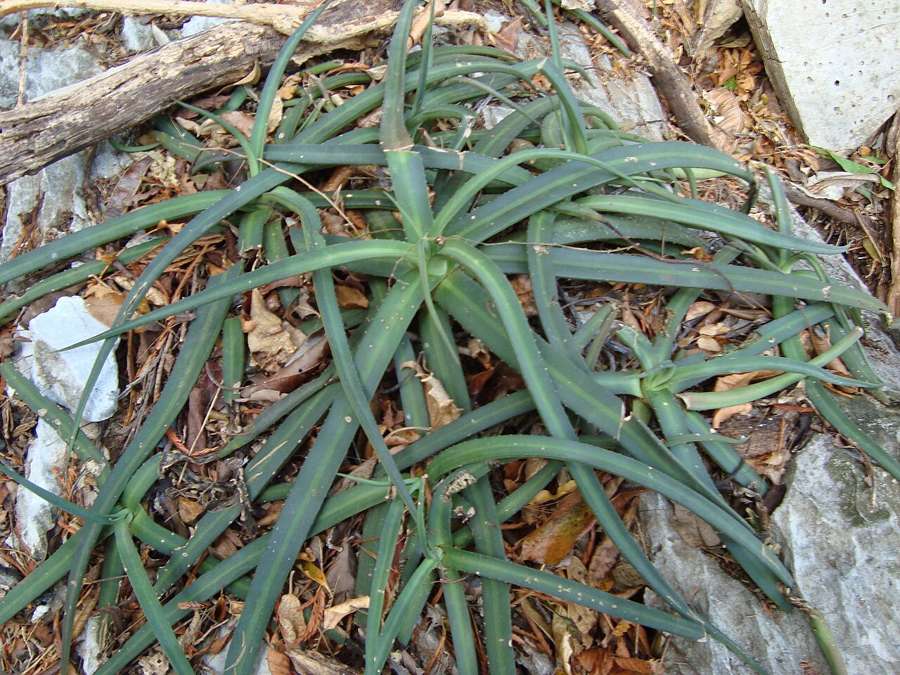Agave nizandensis: Agave nizandensis in Mexico