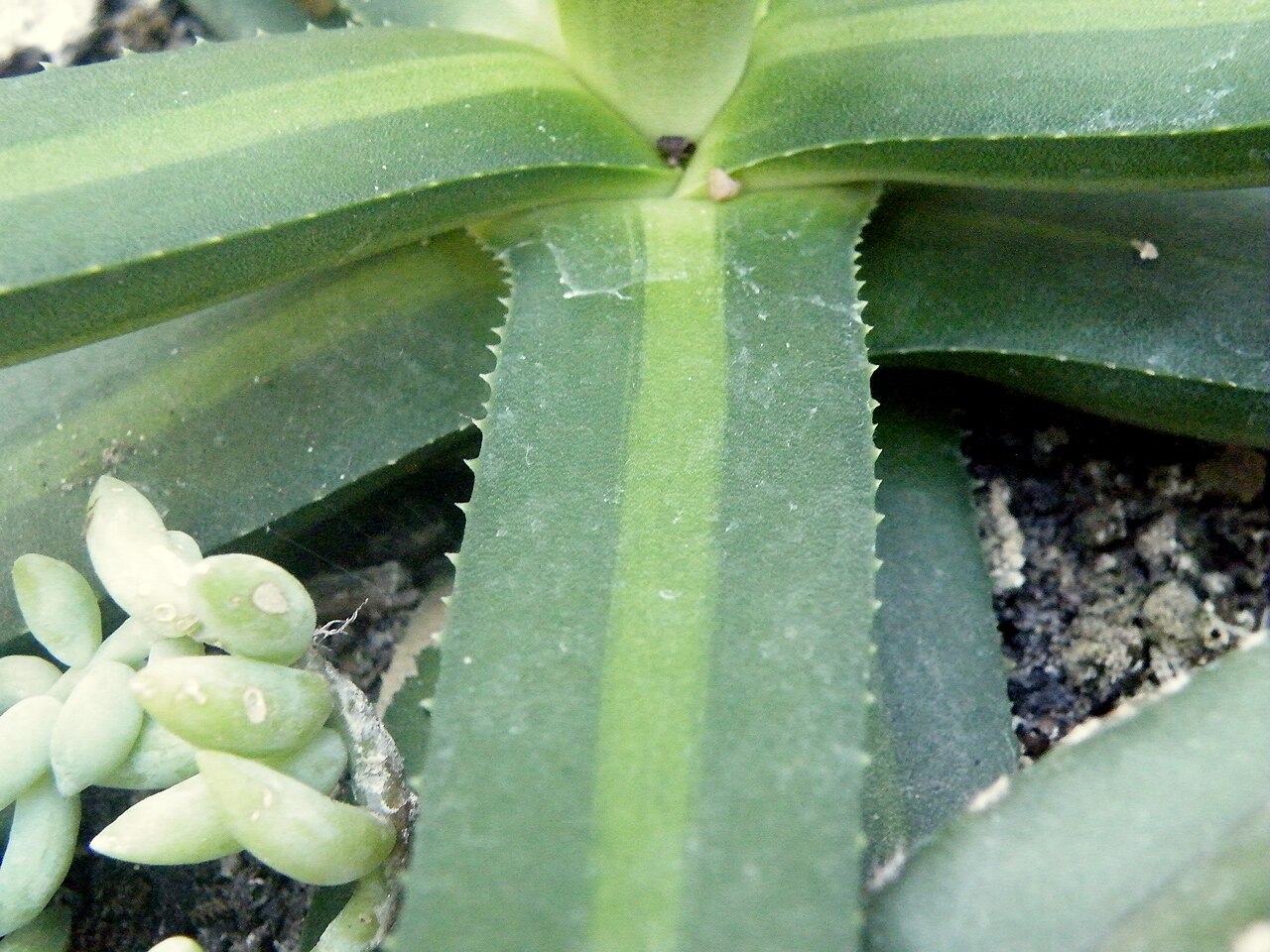 Agave nizandensis: Agave nizandensis produces a basal leaf rosette of up to 60 cm (2 foot) in diameter. Leaves are dark green with a pale stripe down the centre, and about 1 foot