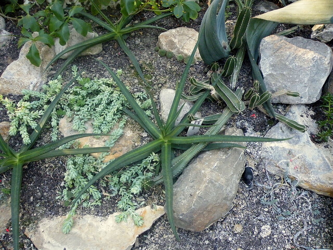 Agave nizandensis: Agave nizandensis produces a basal leaf rosette of up to 60 cm (2 foot) in diameter. Leaves are dark green with a pale stripe down the centre, and about 1 foot
