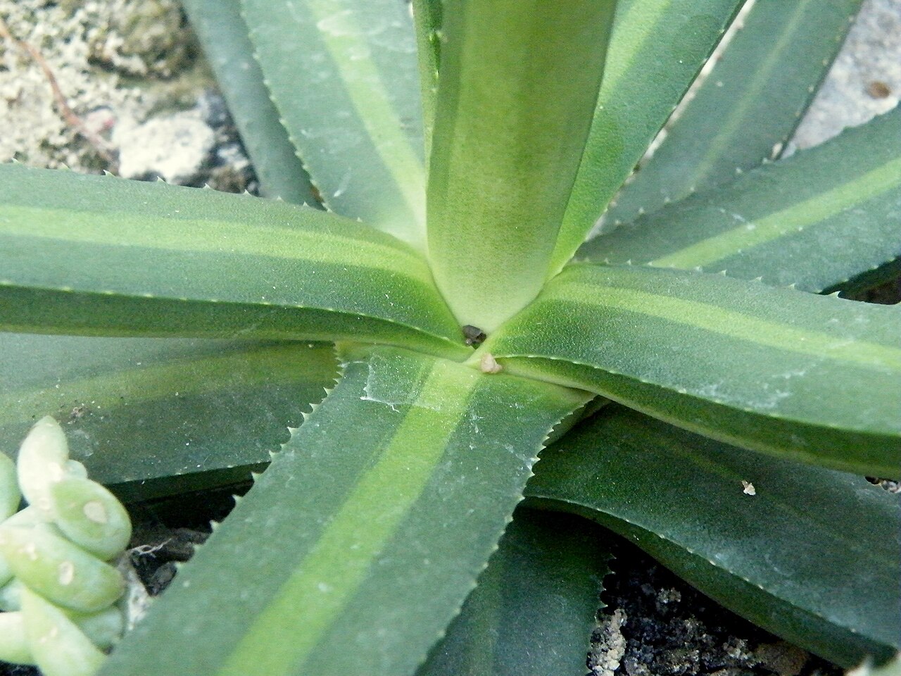 Agave nizandensis: Agave nizandensis produces a basal leaf rosette of up to 60 cm (2 foot) in diameter. Leaves are dark green with a pale stripe down the centre, and about 1 foot