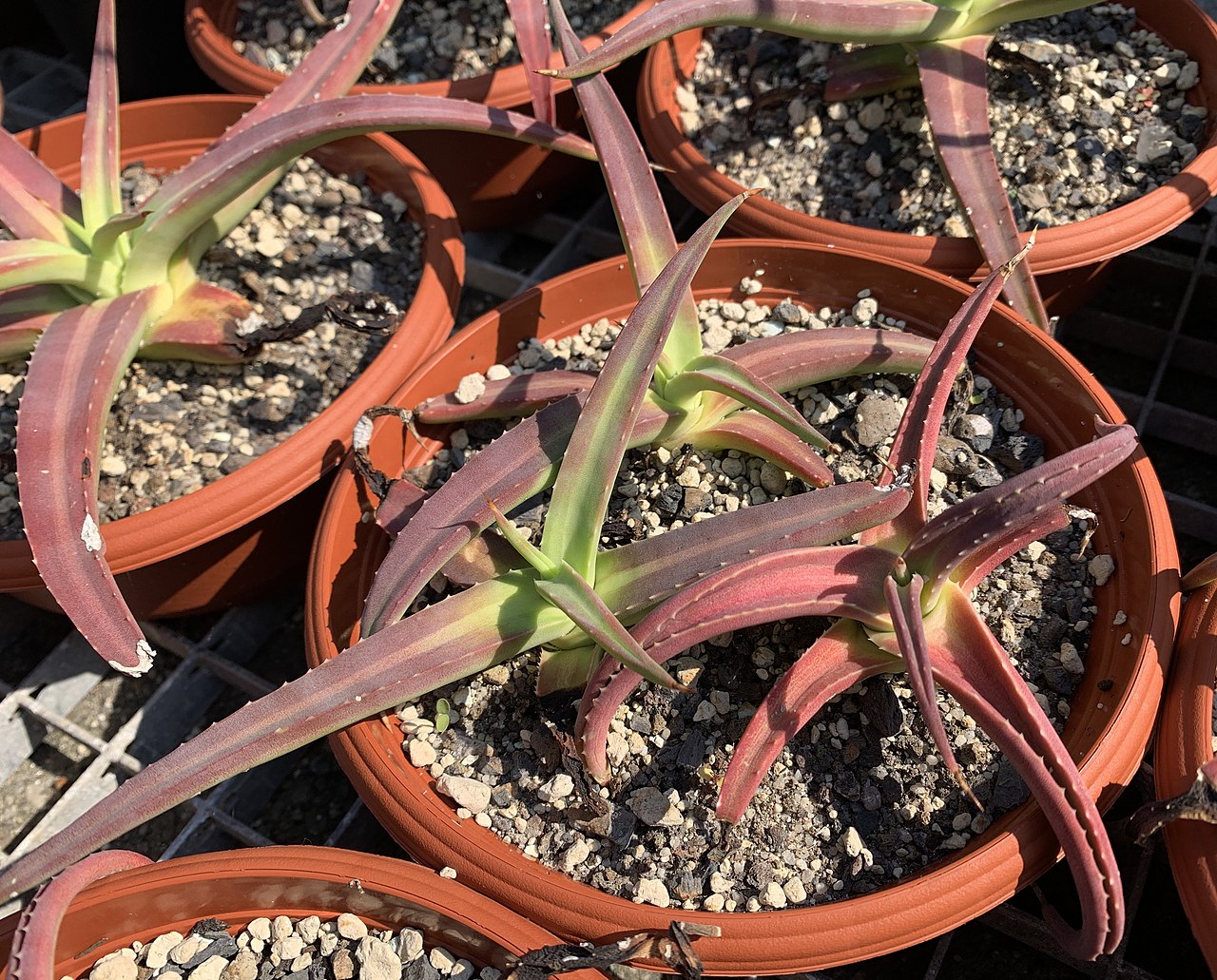 Agave nizandensis: Agave nizandensis (143254), im Botanischen Gartens Heidelberg