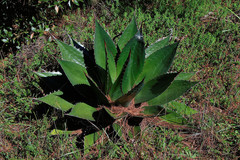 Agave obscura (Agave obscura)