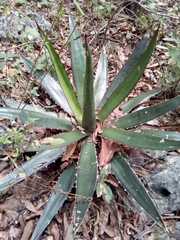 Agave obscura (Agave obscura)