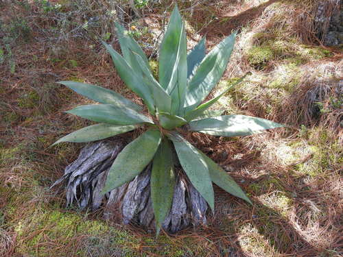 Agave obscura (Agave obscura)