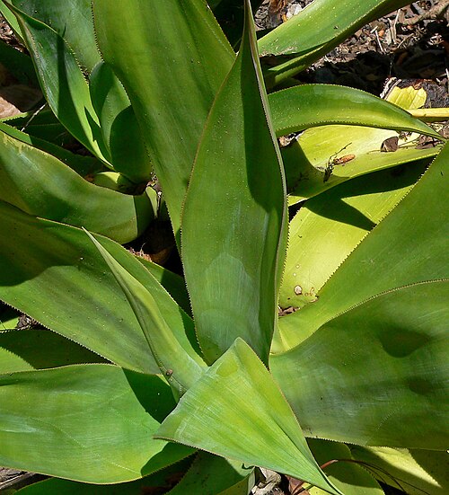 Agave obscura: Agave polyacantha at the University of California Botanical Garden , Berkeley, California