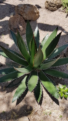 Agave obscura (Agave obscura)