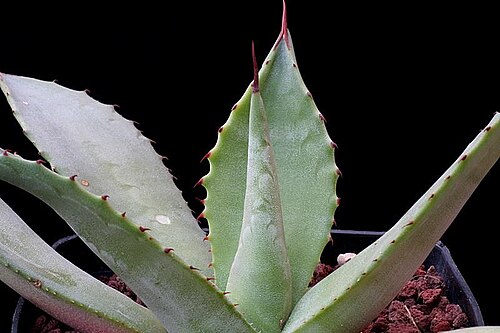 Agave oroensis: Agave oroensis
