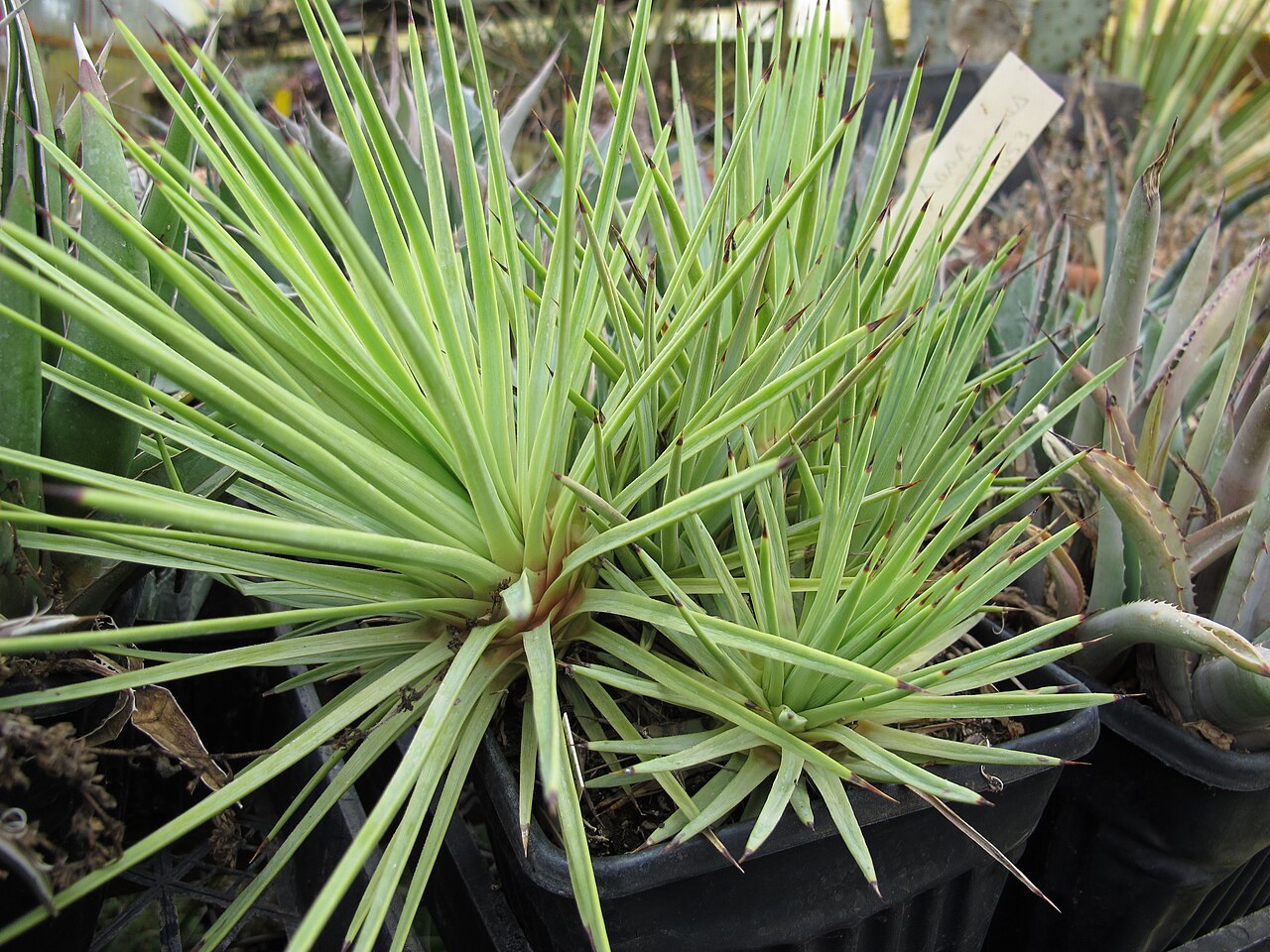 Agave petrophila: agave petrophila