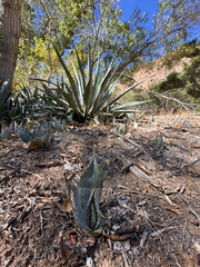 Grand Canyon century plant (Agave phillipsiana)