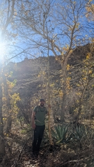Grand Canyon century plant (Agave phillipsiana)