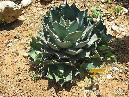 Agave polyacantha: Agave polyacantha