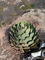 Agave potatorum (Agave potatorum)