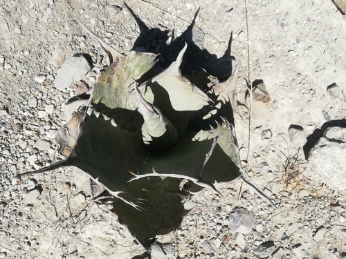 Agave potatorum (Agave potatorum)
