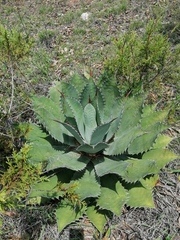 Agave potatorum (Agave potatorum)