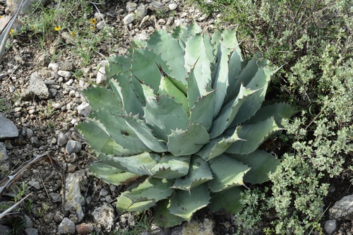 Agave potatorum (Agave potatorum)