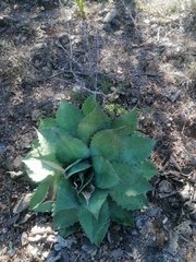 Agave potatorum (Agave potatorum)