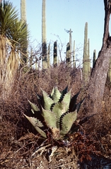 Agave potatorum (Agave potatorum)