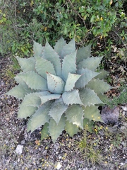 Agave potatorum (Agave potatorum)