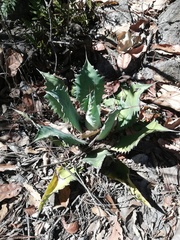 Agave potatorum (Agave potatorum)