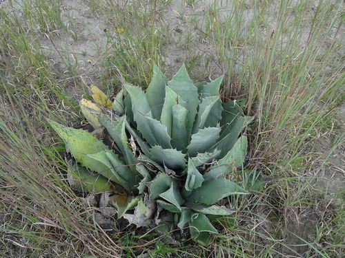 Agave potatorum (Agave potatorum)