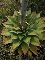 Agave potatorum (Agave potatorum)